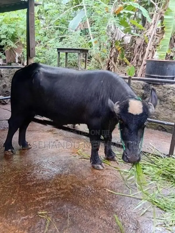 නිලිරවී මී හරකා