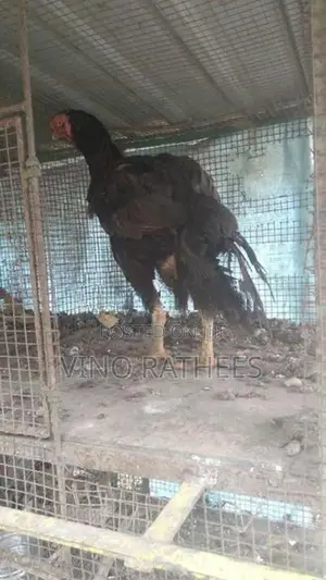 vellady hen