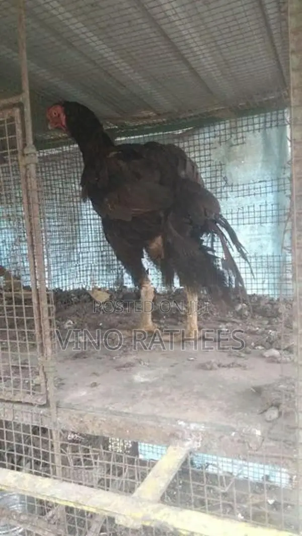 vellady hen