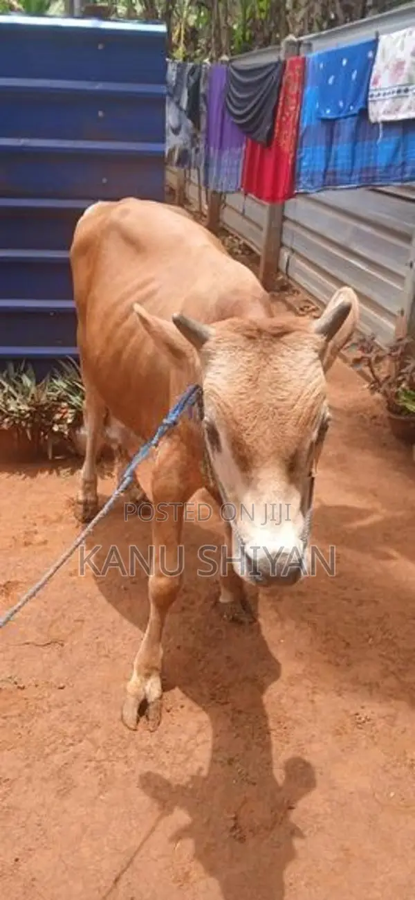 நாம்பன் மாடு
