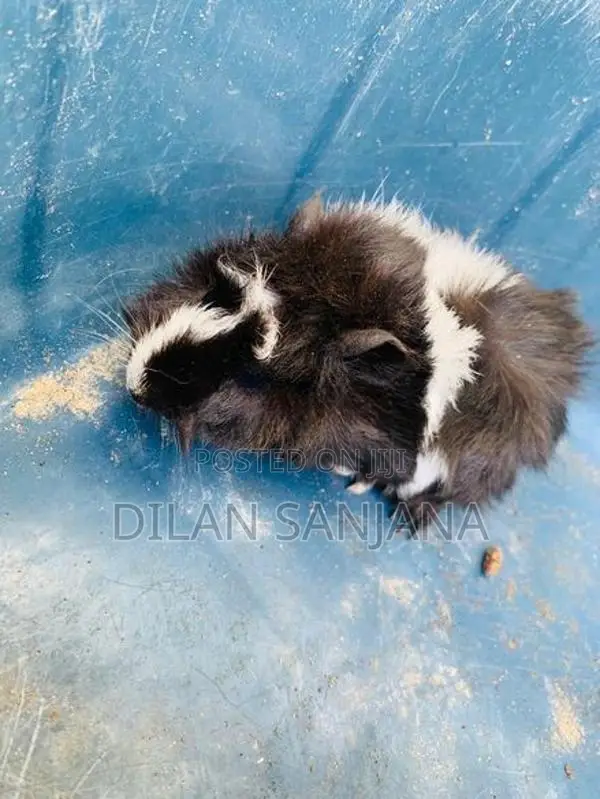 Guinea Pig