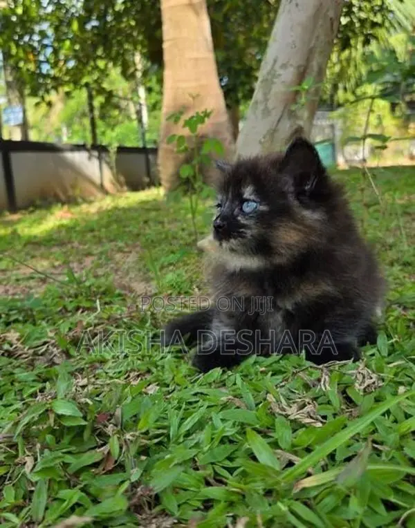 Persian kitten