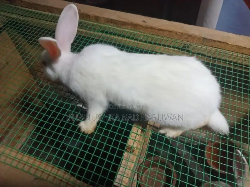 Female Hawaiian Rabbit