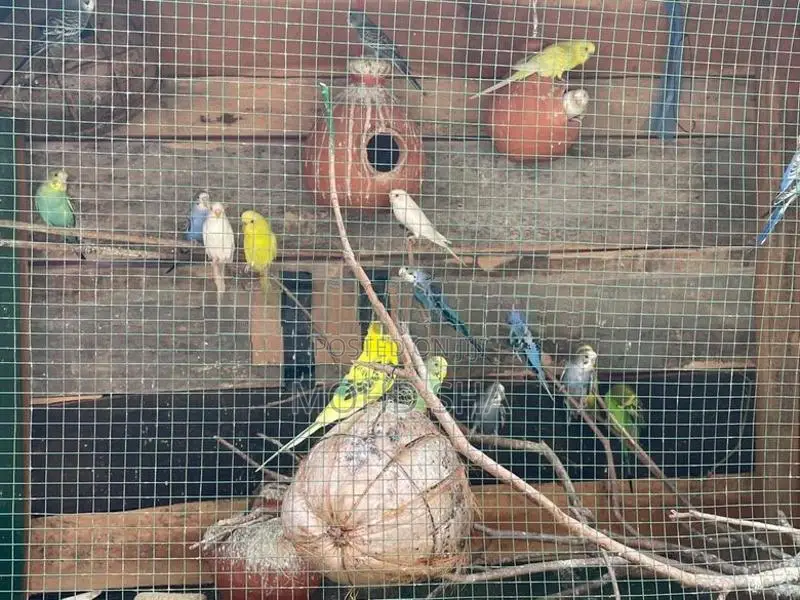 Love Birds