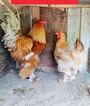Golden Buff Brahma Chicken