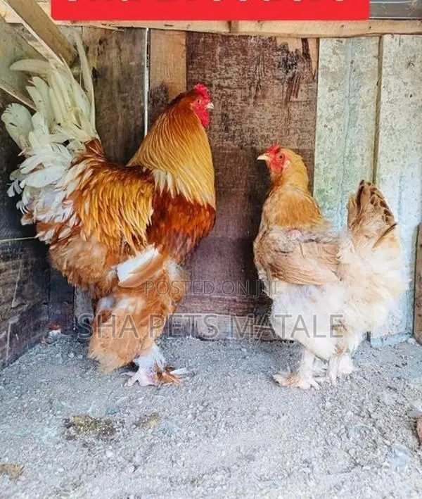 Golden Buff Brahma Chicken