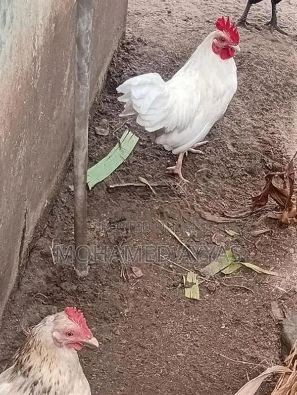 white bantam chicken
