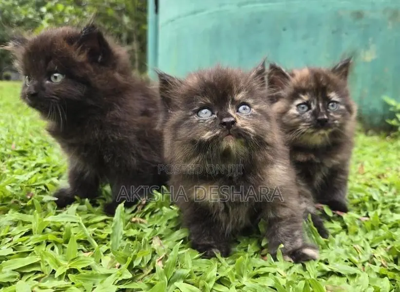 Persian Kittens