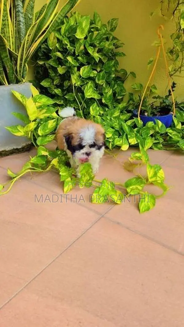 Shihtzu Puppy -Male