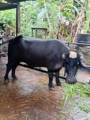 නිලිරවී මී හරකා
