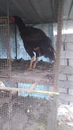 vellady hen