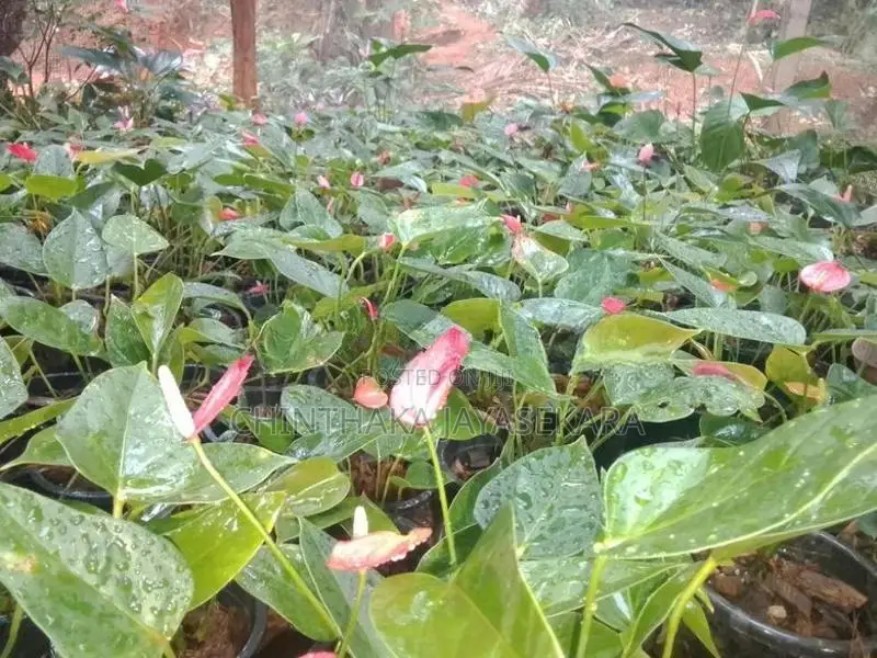 ඇන්තූරියම්