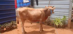 நாம்பன் மாடு