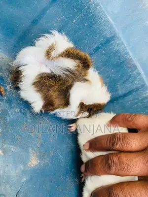 Guinea Pig