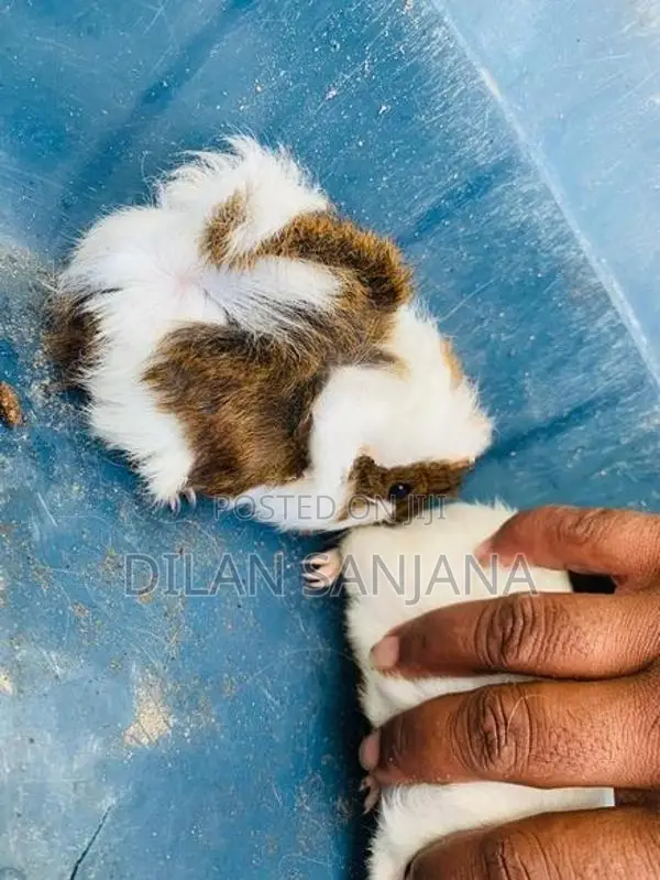 Guinea Pig