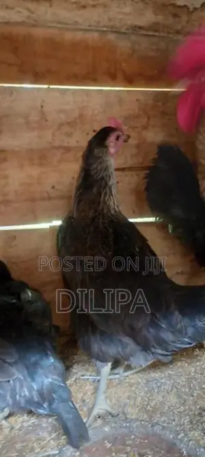 බිත්තර දමන ගම් කිකිලියෝ