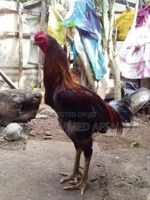 Farm Hen