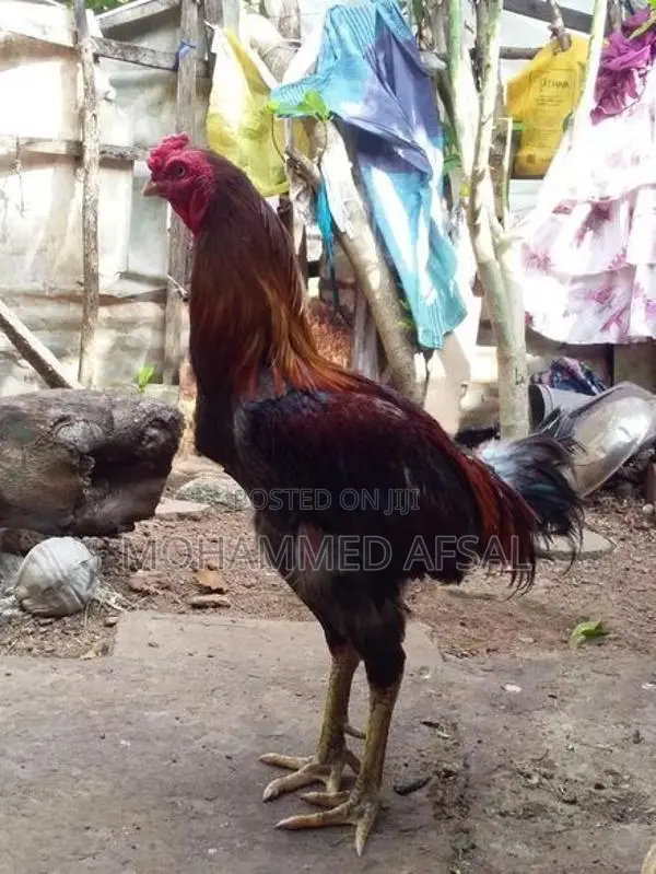 Farm Hen