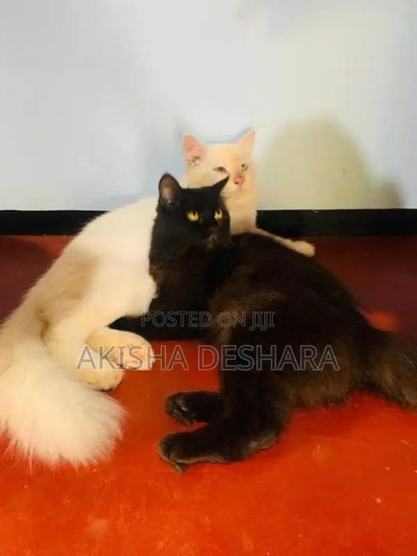 Persian kitten