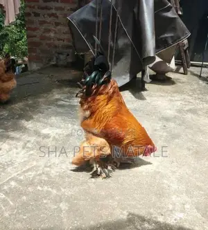 Golden Buff Brahma Chicken