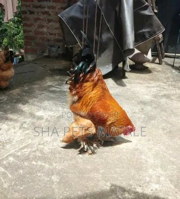 Golden Buff Brahma Chicken