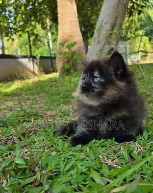 Persian Kittens