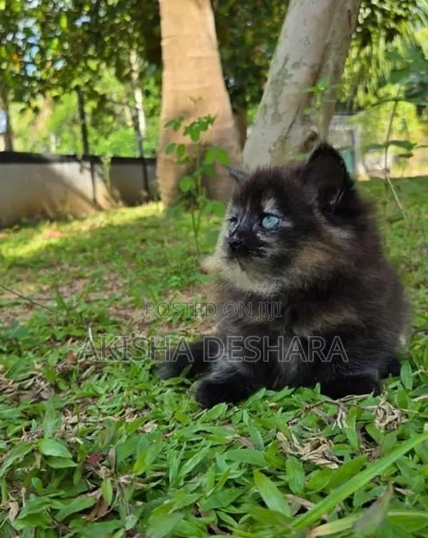 Persian Kittens