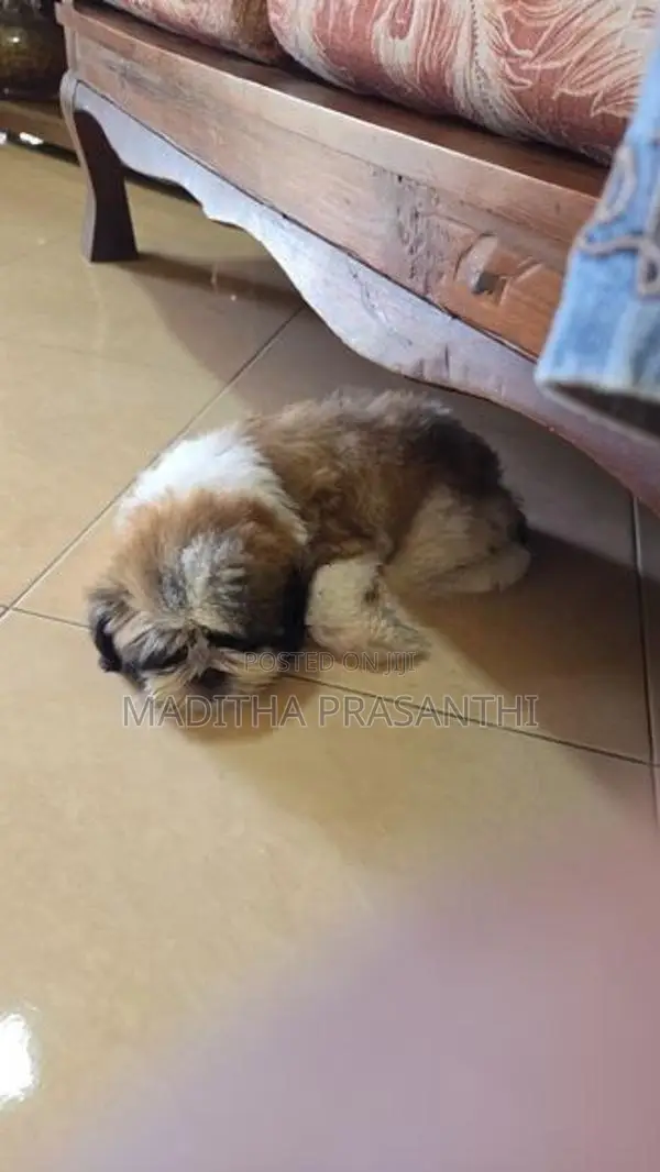 Shihtzu Puppy -Male