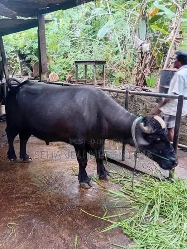 නිලිරවී මී හරකා