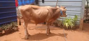 நாம்பன் மாடு