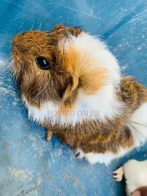 Guinea Pig