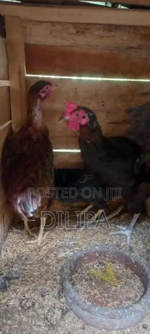 බිත්තර දමන ගම් කිකිලියෝ