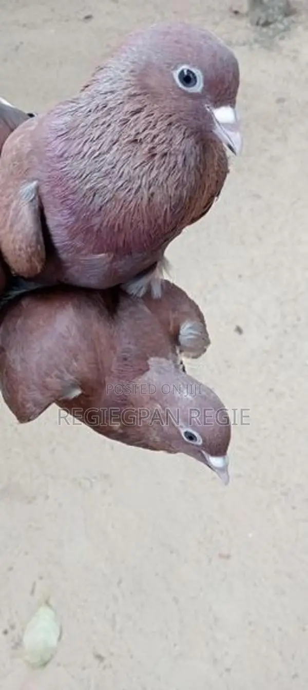 Pigeons