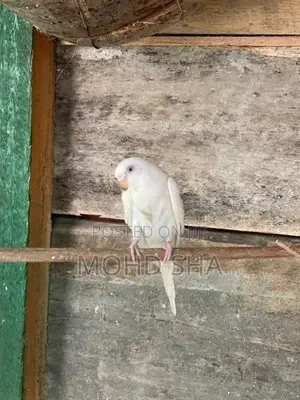 Love Birds