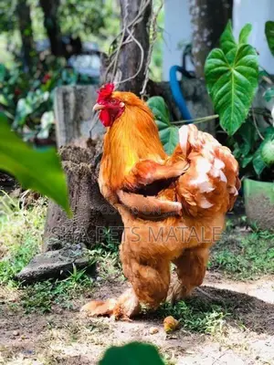 Golden Buff Brahma Chicken
