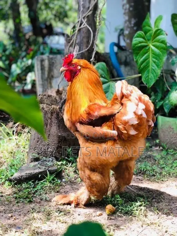 Golden Buff Brahma Chicken