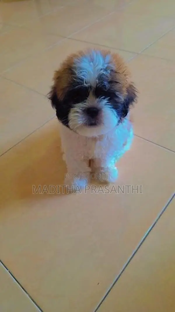 Shihtzu Puppy -Male