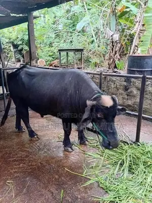 නිලිරවී මී හරකා