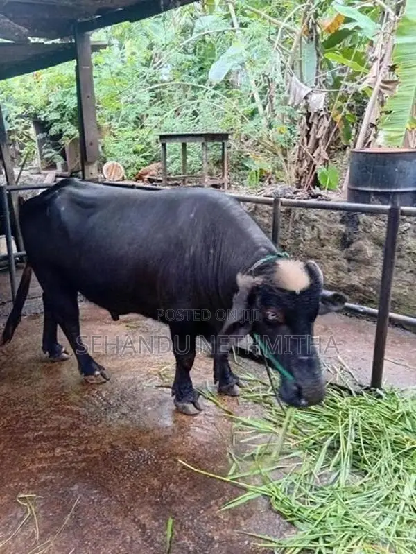 නිලිරවී මී හරකා