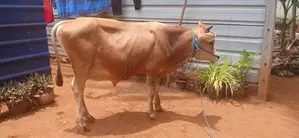 நாம்பன் மாடு