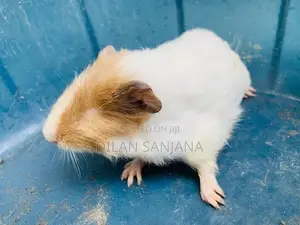 Guinea Pig