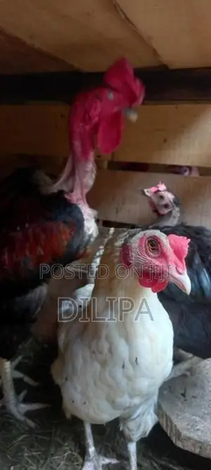 බිත්තර දමන ගම් කිකිලියෝ