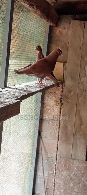 Pigeons