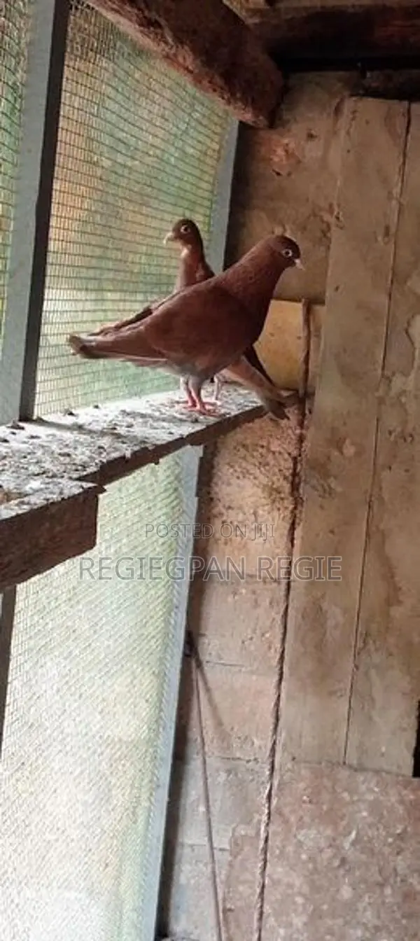 Pigeons