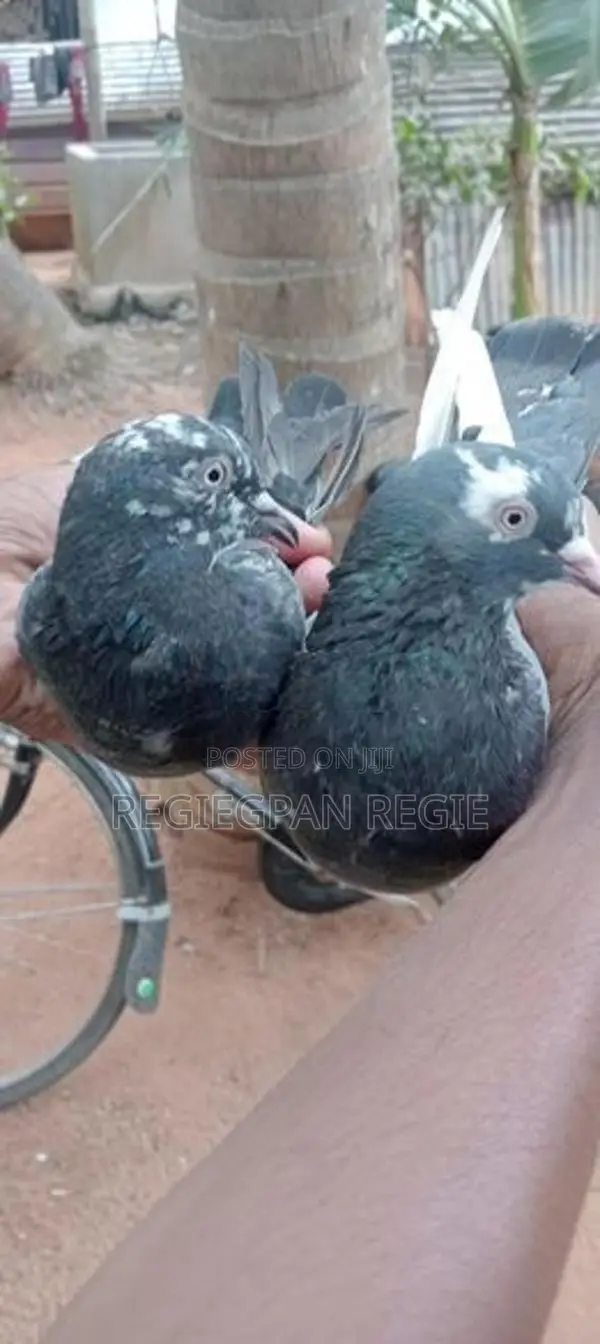 Pigeons