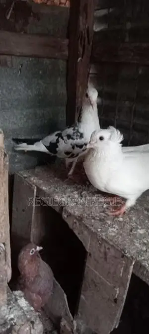 Pigeons