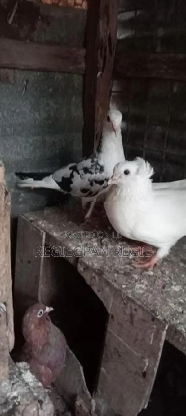 Pigeons