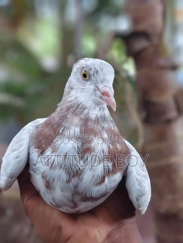 Pigeon