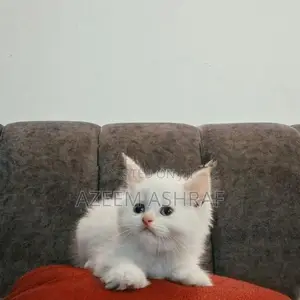 White Persian Kittens — 2 Males, Blue Eyes
