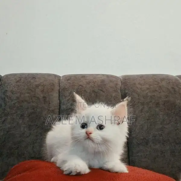 White Persian Kittens — 2 Males, Blue Eyes
